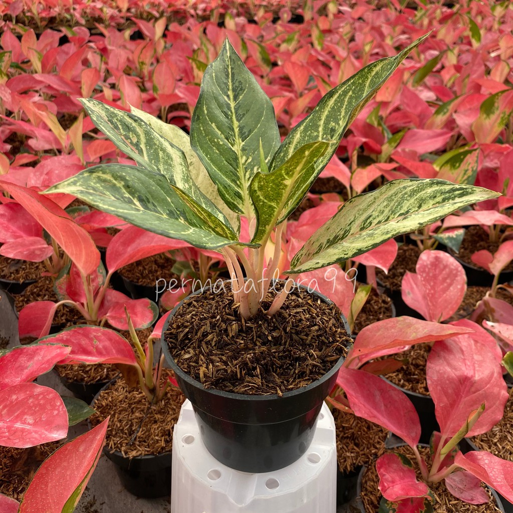 Aglonema Frozen / Lucky / Cinderella