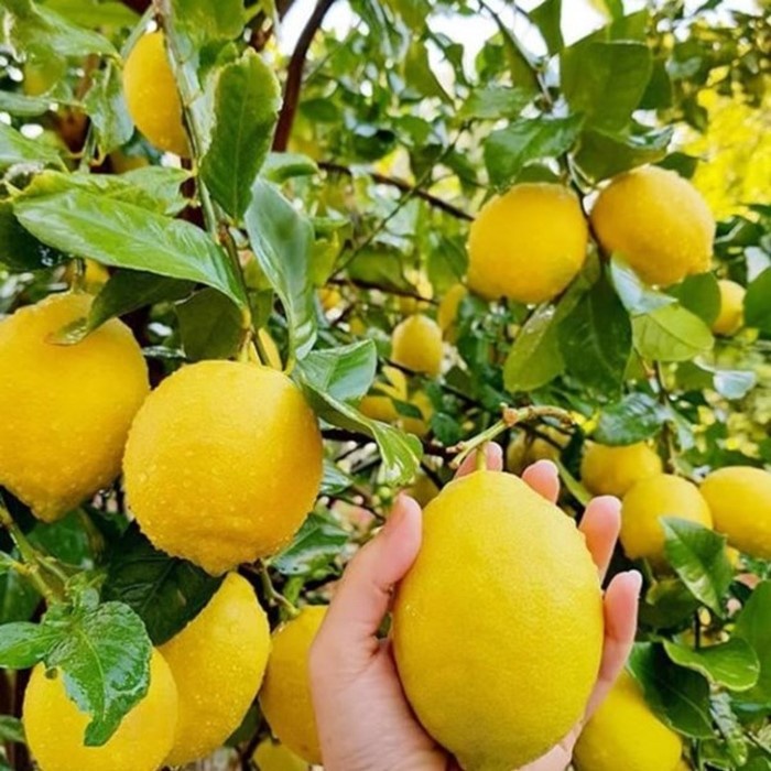 Bibit Tanaman Buah JERUK LEMON CALIFORNIA Premium