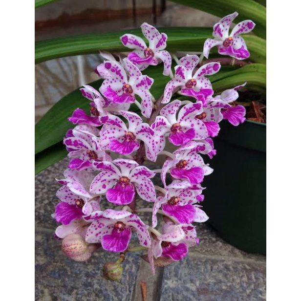 Anggrek Vanda Rhyncostylis Gigantea Dewasa Big Spot