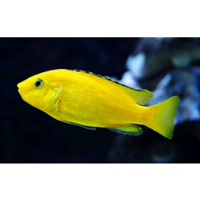 ikan hias lemon chichilid