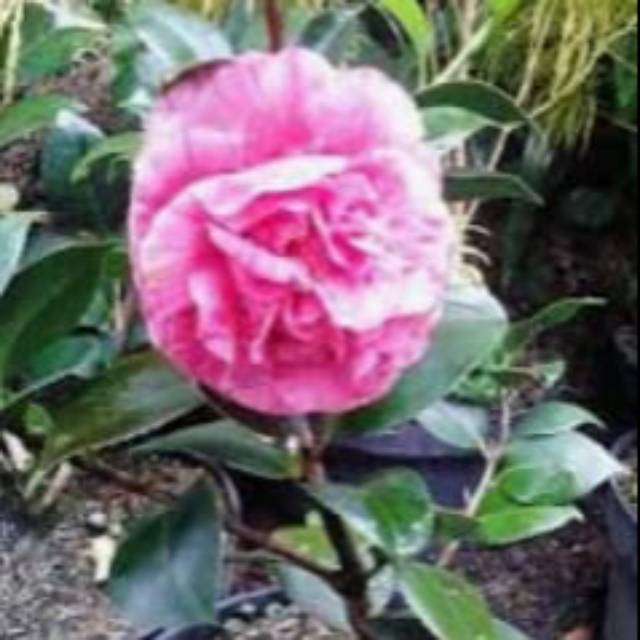 

Camelia jumbo belum bunga