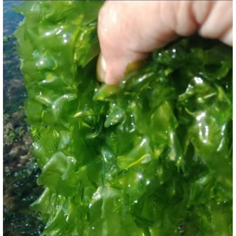 

Rumput Laut Jenis Ulva kering||Rumput Laut Kering|Seaweed