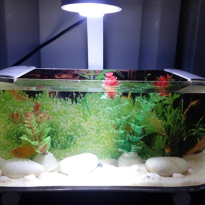 Ready Oke Aquarium Mini Unik Cupang Putih Shopee Indonesia