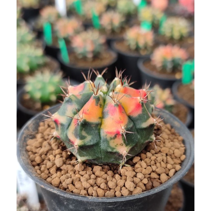 Gymno miha hybrid variegata (carnelian)