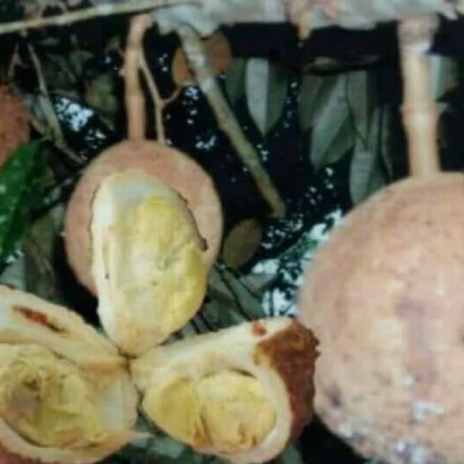 Asli Bibit Pohon Durian Gundul Kaki 3 Dm12