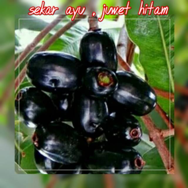 Bibit Buah Jamblang/Juwet Hitam