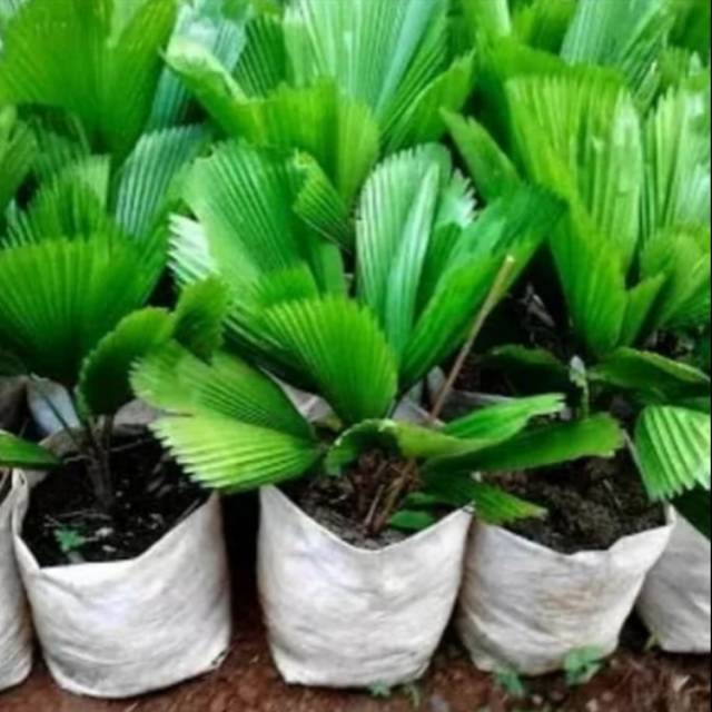 Tanaman hias palem kipas - tanaman palem kol - palem kipas