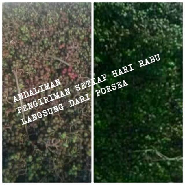 

Andaliman Batak asli PARSOBURAN Merica Toba sechuan pepper 100 gram