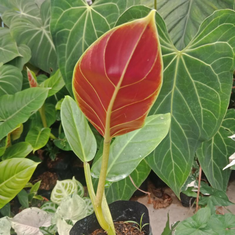 Philodendron Subhastatum