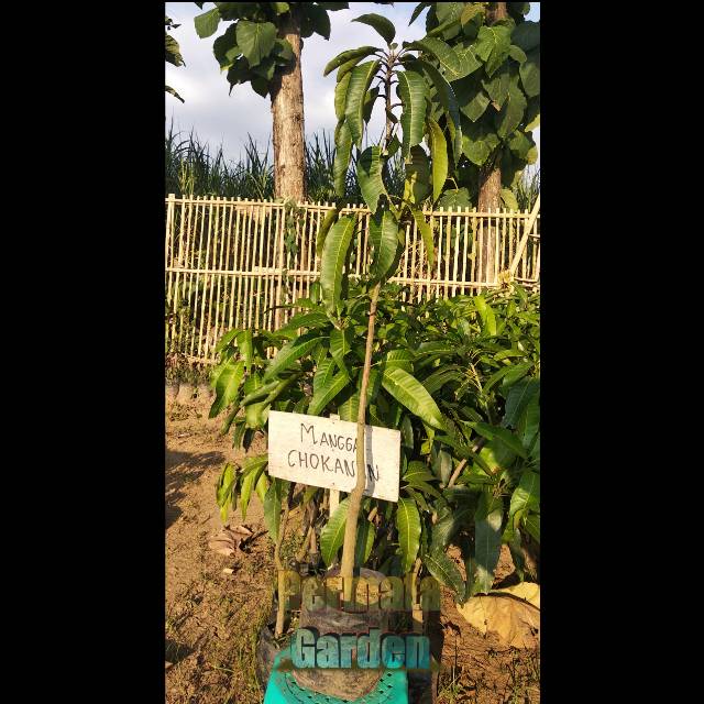 Mangga chokanan