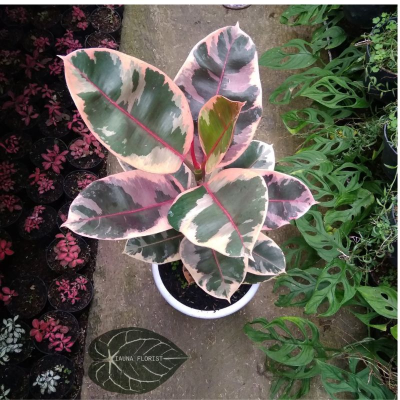 TANAMAN HIAS FICUS RUBY / FICUS ELASTICA RUBY