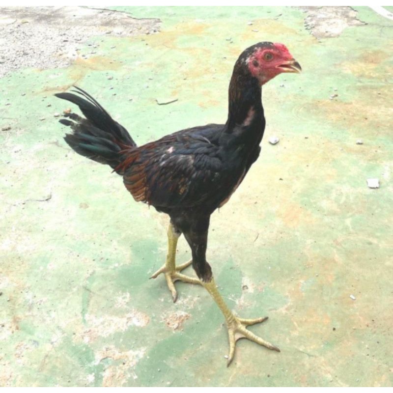 AYAM KAMPUNG HIDUP USIA 3 BULAN JANTAN