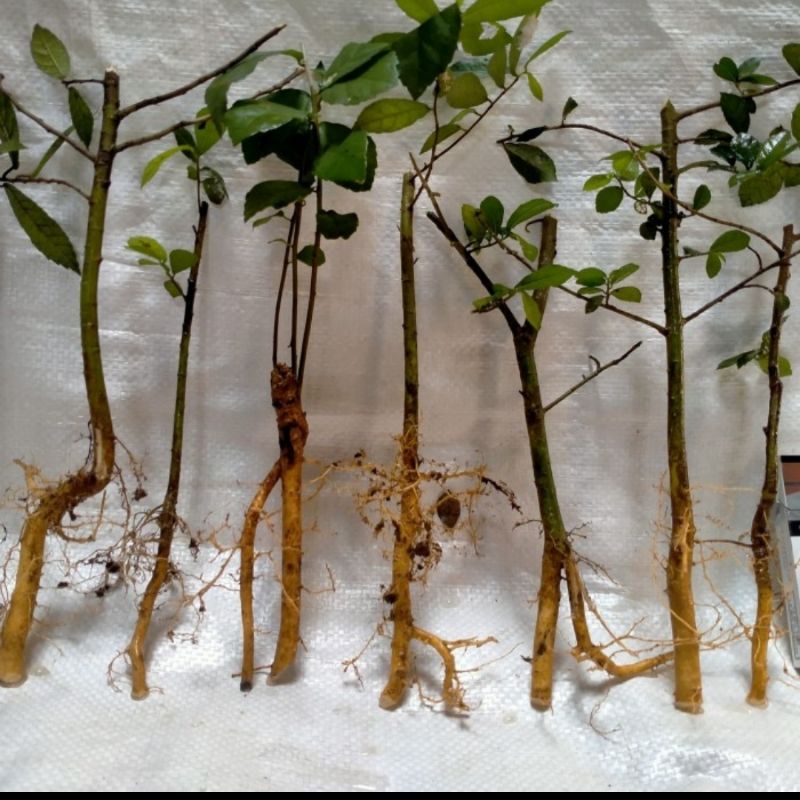 Bahan Bonsai Serut 5 Batang || Hasil Dongkelan Alam|| Bahan Mame, Grouping & Budidaya