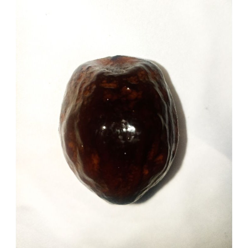 muncang adu kelas, jalim kebo super BIG