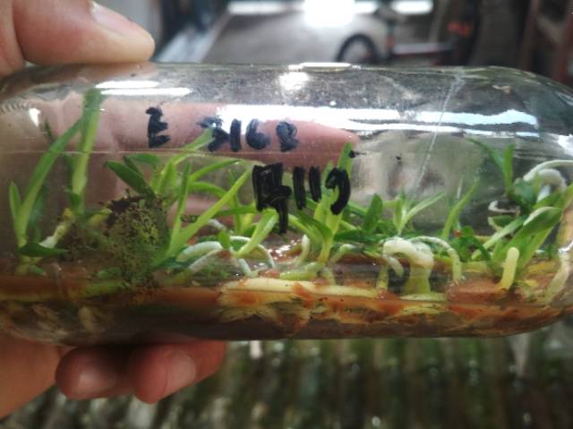 Bibit Anggrek Vanda Hybrid Botolan Botol Bunga Hibrida Kultur Jaringan Tanaman Hias