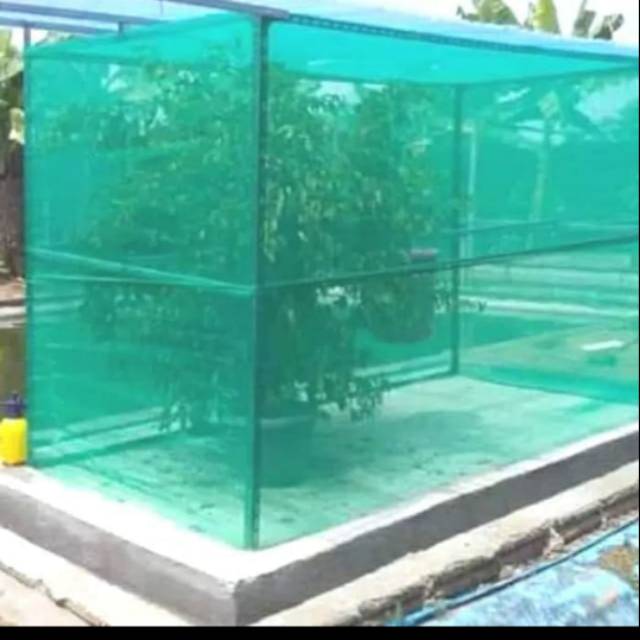 Kandang Jaring Lalat Bsf Magot