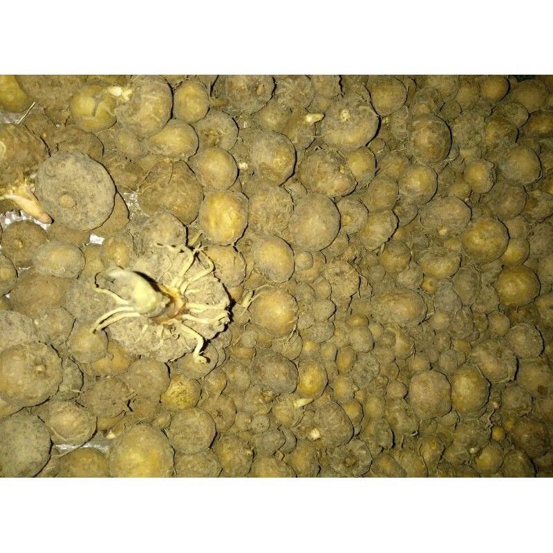 BIBIT PORANG 1KG ISI BANYAK | BIBIT UMBI PORANG ASLI DORMAN HASIL KARANTINA