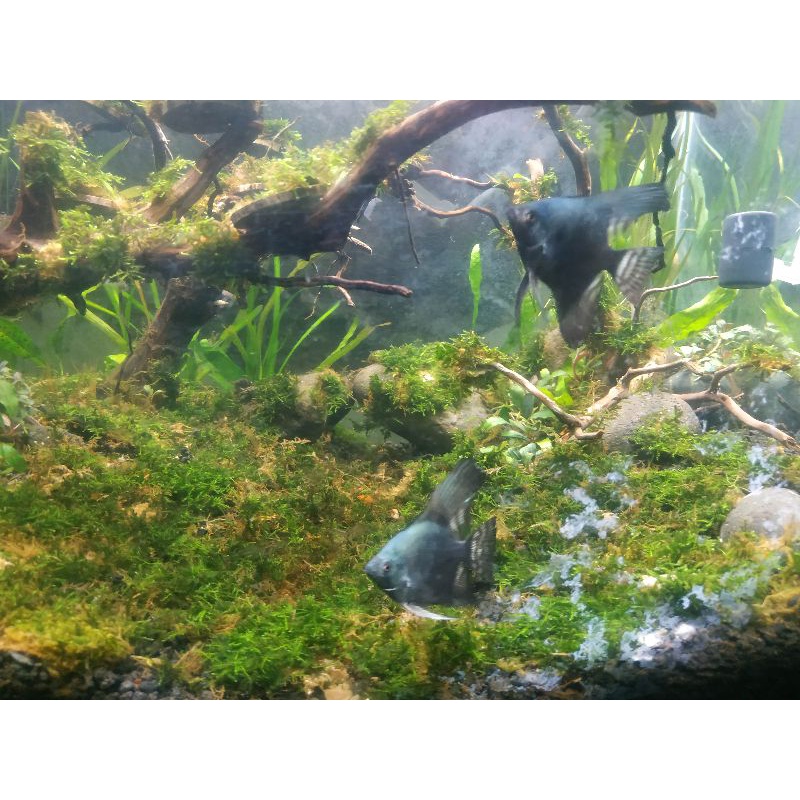 Ikan hias manfish avatar