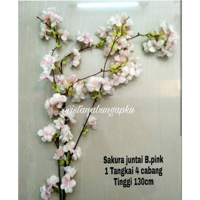

Sakura juntai B.pink