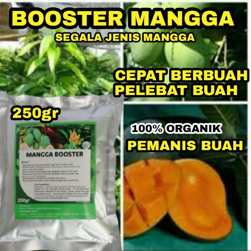 PUPUK ORGANIK BOOSTER BUAH MANGGA BIAR CEPAT BERBUAH DAN LEBAT