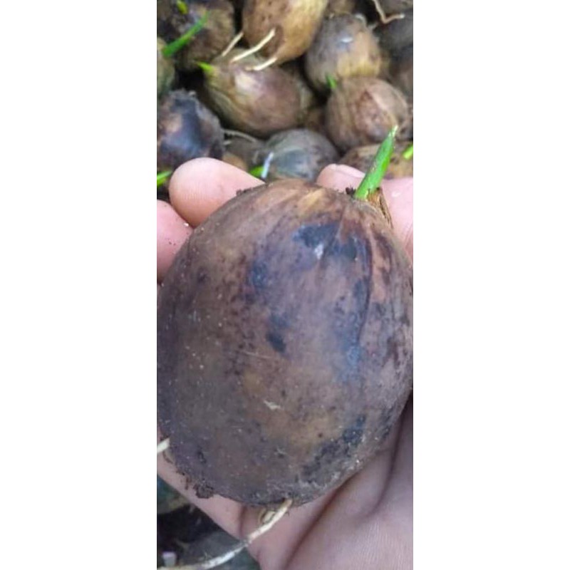 PINANG SELUANG BENIH PINANG BETARA UNGGUL BERKWALITAS BIJI PINANG BETARA THAILAND F1 F2 PINANG EMAS 