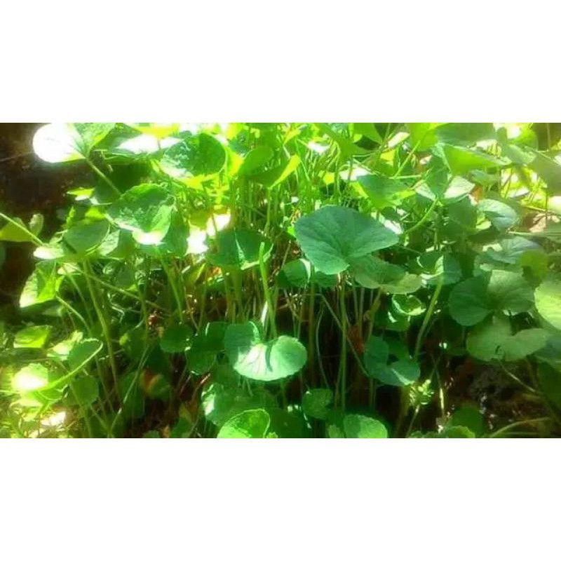 DAUN PEGAGAN ANTANAN SEGAR 300 GRAM