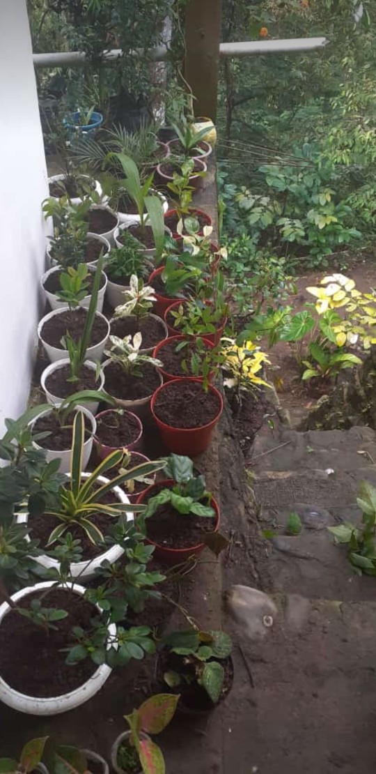 Tanaman Bunga Tecoarabia / Bunga Tekomaria