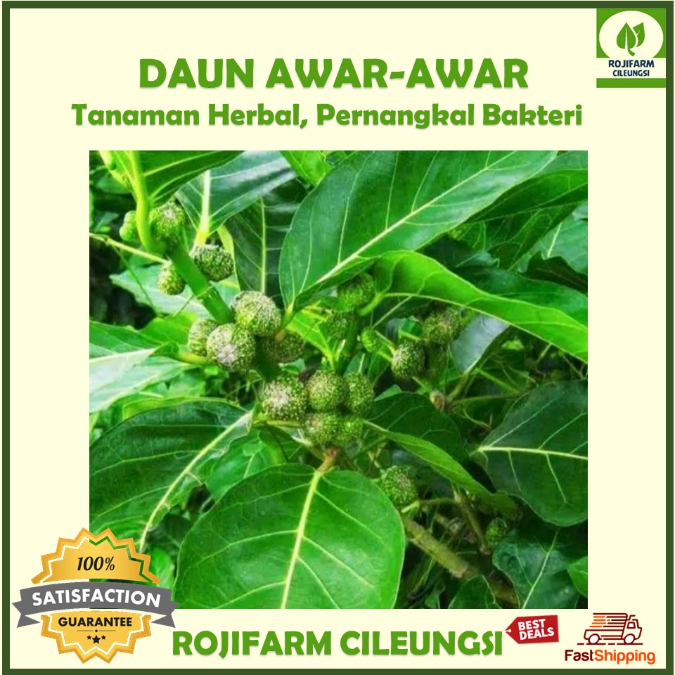 

Daun Awar Awar Segar 100gr