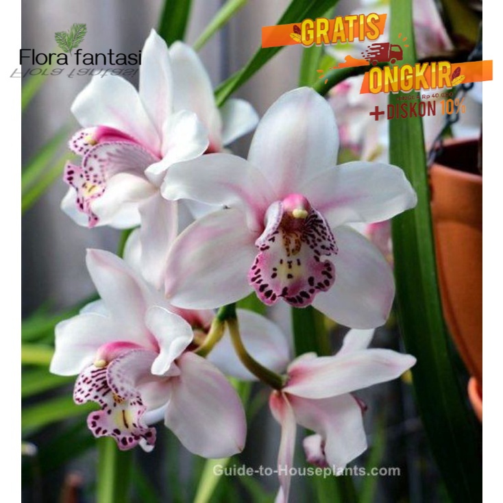 ANGGREK TANAH / BUNGA ANGGREK HIDUP / cymbidium orchid white sweet BUNGA HIAS ASLI ( TANAMAN HIAS HIDUP/BUNGA HIAS ASLI HIDUP/HIASAN RUMAH MURAH INDOOR OUTDOOR&amp;TAMAN/KEMBANG ASLI MURAH )