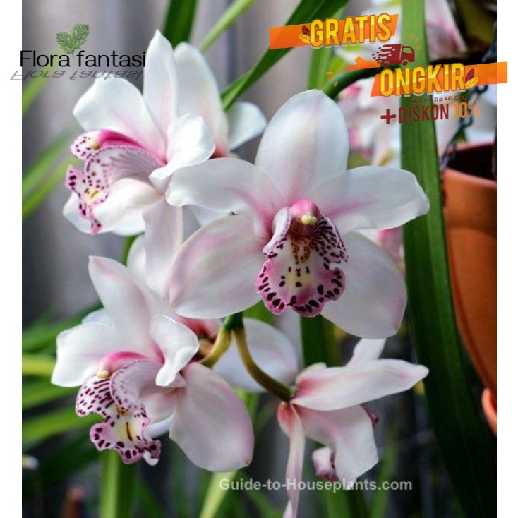 ANGGREK TANAH / BUNGA ANGGREK HIDUP / cymbidium orchid white sweet BUNGA HIAS ASLI ( TANAMAN HIAS HI