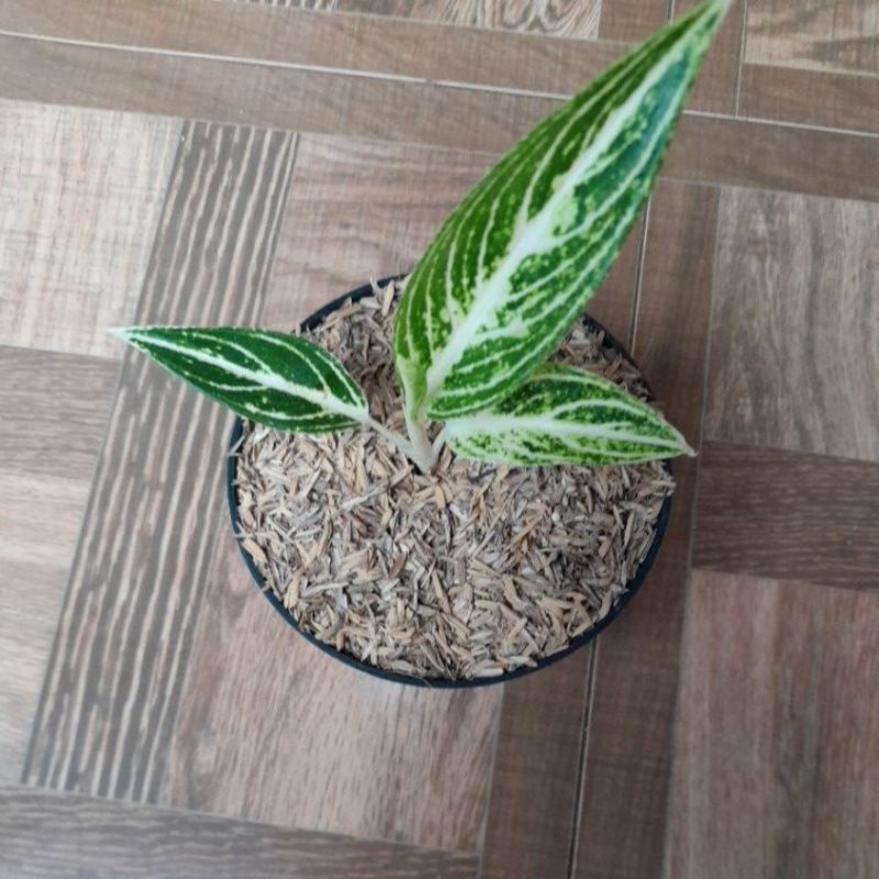 aglonema waet lagasi lelang