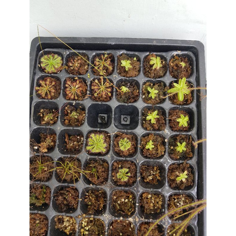 drosera sesil dan drosera intermedia