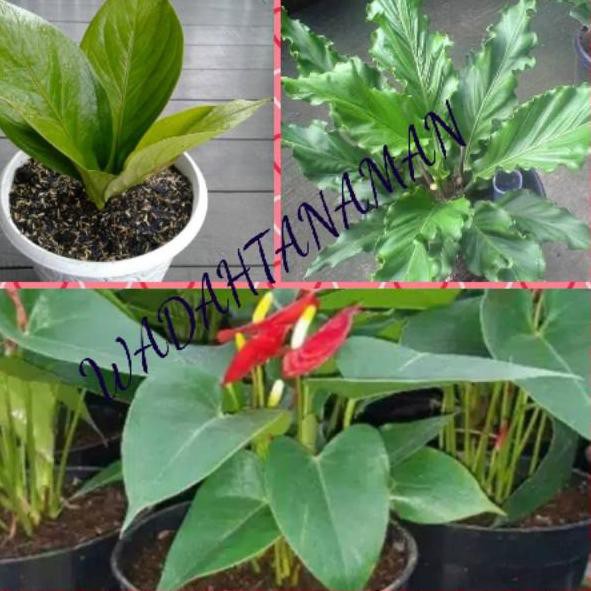 Harga Termurah P0v Paket 3 Jenis Tanaman Hias Anthurium Cobra Jemani Mikymous Gelombang Cinta Shopee Indonesia