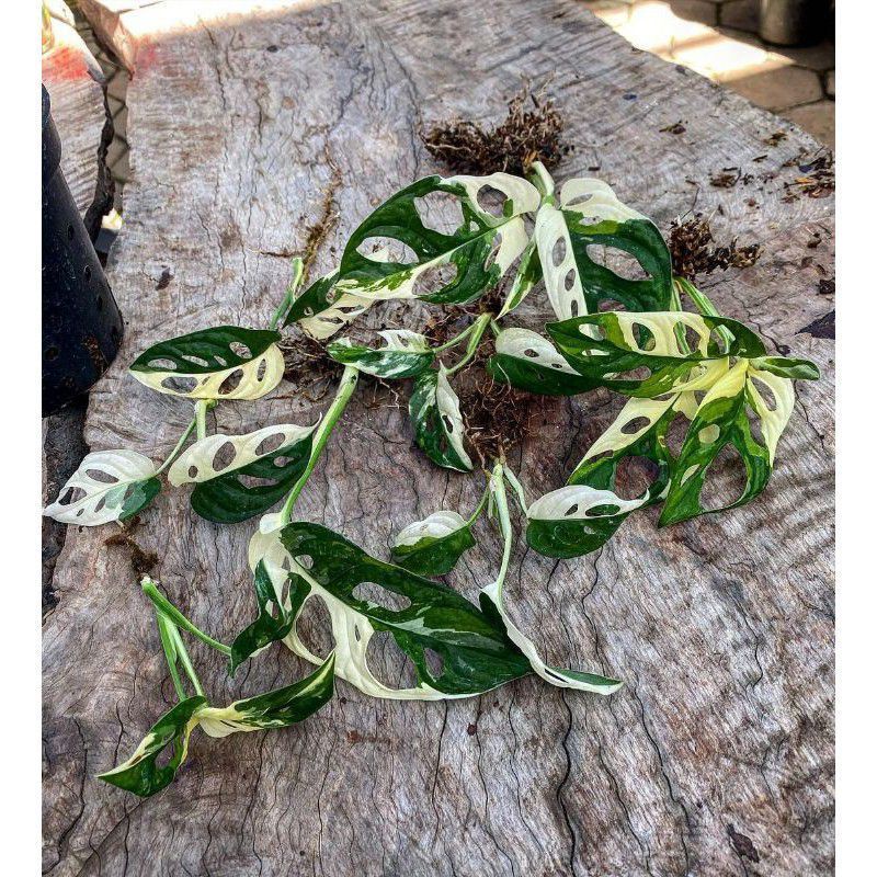 Promo bonggol ASLI atau bibit janda bolong varigata