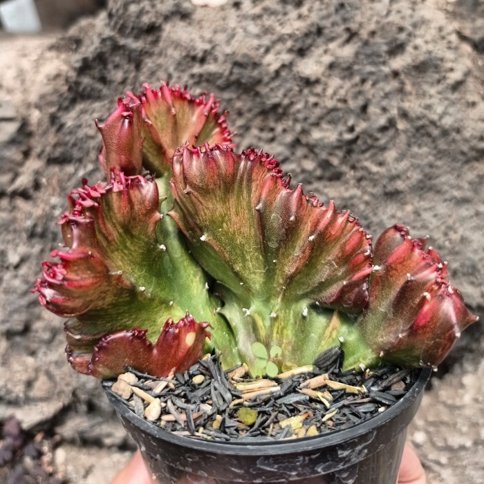 euphorbia lactea red cristata KAKTUS SUKULEN TANAMAN HIAS