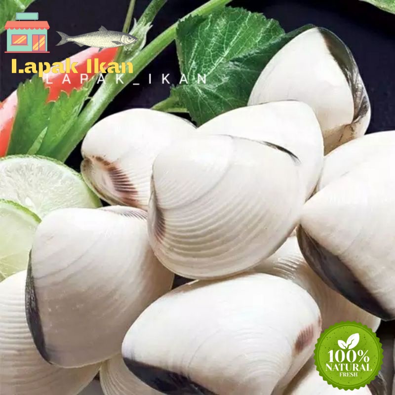 

GROSIR Kerang Tahu Hidup 5Kilogram / 10Kilogram