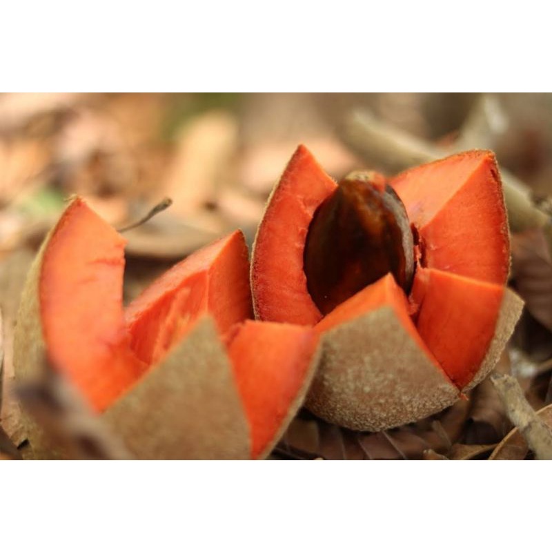 mamey sapote keywest