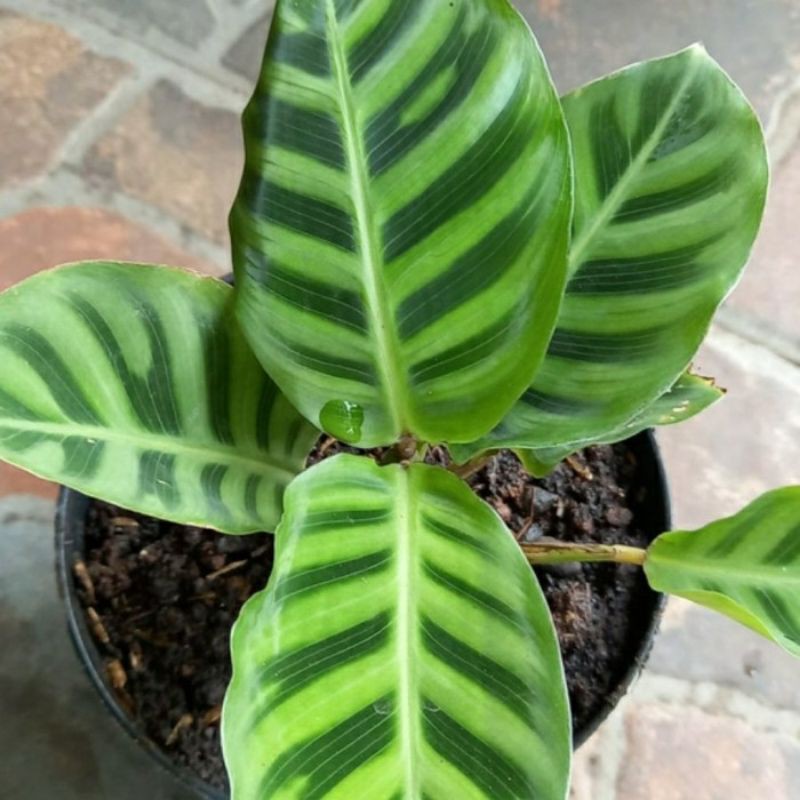 tanaman hias zebrina chalatea zebrina