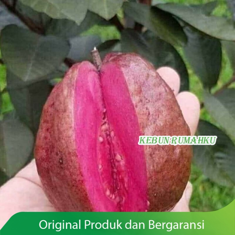 bibit jambu kristal merah  Australia