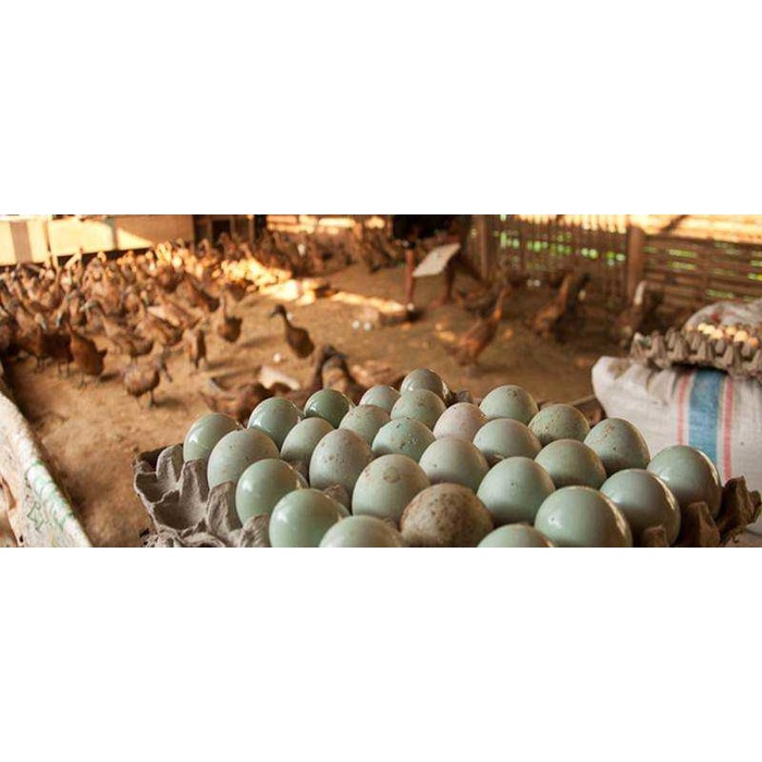 

Telor Bebek Mentah Hasil Angon