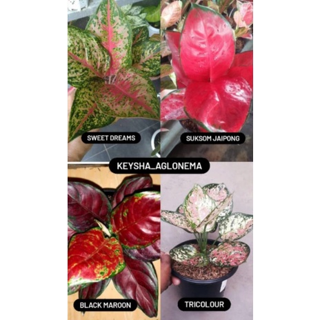 promo,paket 4  sweet dreams,suksom jaipong, black maroon, tricolour (2indukan 2anakan)