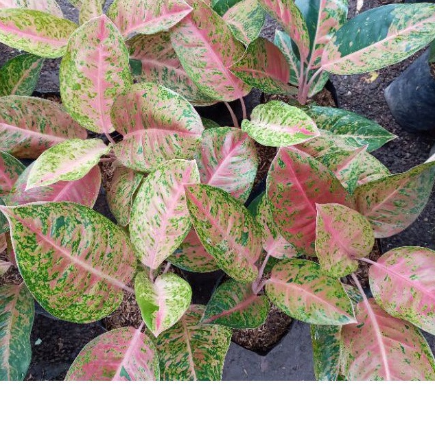 BIBIT AGLONEMA BIGROY DAUN 3+ /AGLONEMA BIG ROY REMAJA/AGLONEMA BIG ROY MURAH /AGLONEMA BIGROY COD /