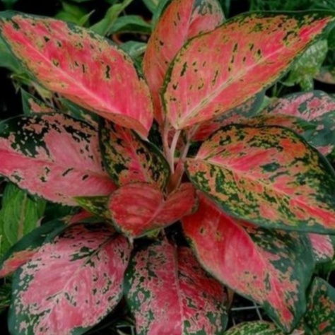 Aglonema Red Kocin / Aglonema Remaja / Bibit Aglonema