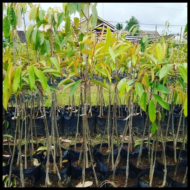 Bibit Durian Musangking Kaki 3 Tiga - Pohon Buah Duren Musang King