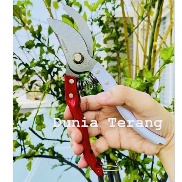 BEST SELLER !!! Gunting Dahan Ranting Bunga Bonsai MERAH PUTIH Stek MASSAKI 8” 8inch Stainless Steel Gagang Besi