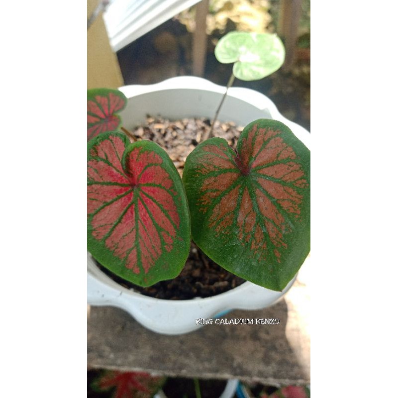 CALADIUM TAMBUNA