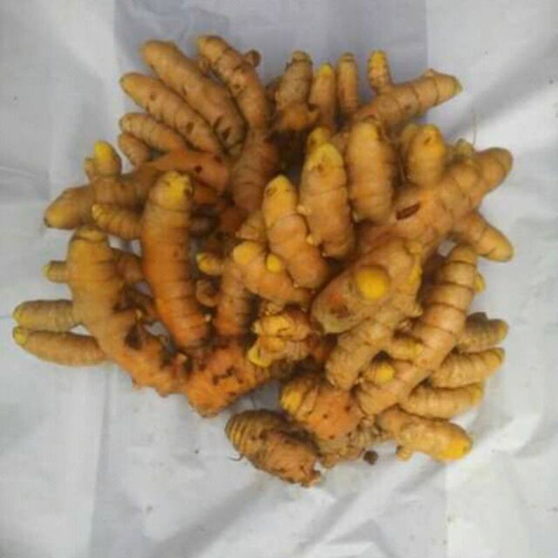 

kunyit