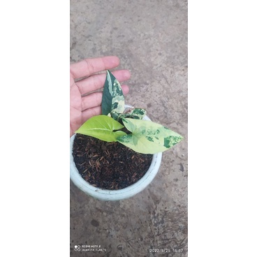 syngonium variegata yellow
