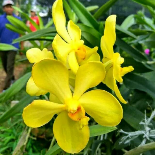 Anggrek Vanda Mokara Kuning Dewasa