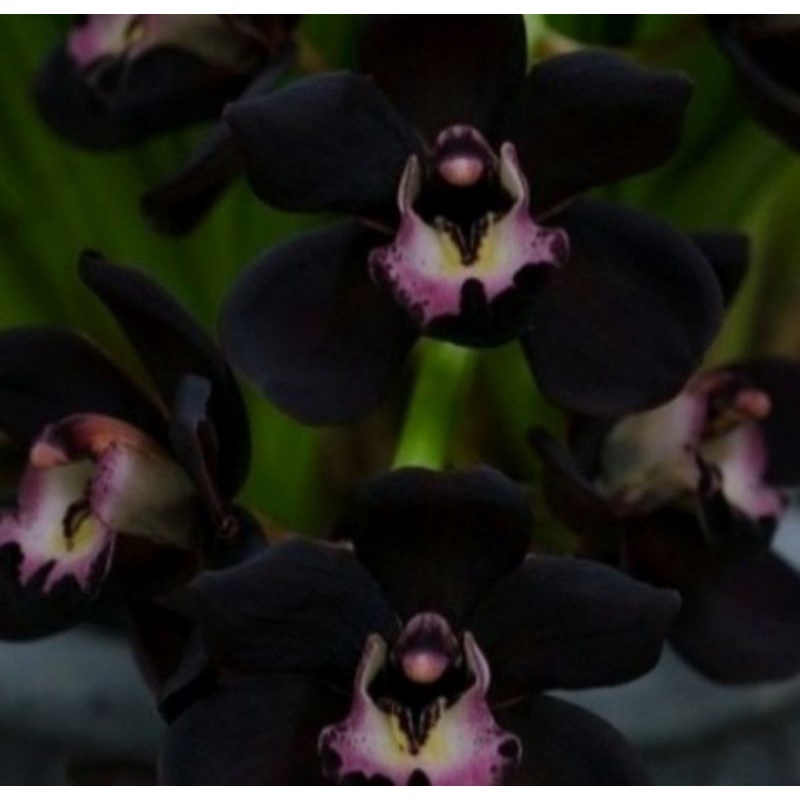 Tanaman Hias Anggrek Dendrobium Black Papua - Anggrek Hitam Dendro
